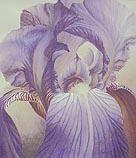 Janet Laird-Lagassee