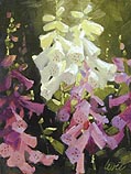 Gayle Levee