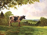 Maine Cow