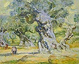 Olive Trees