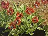 Red Tulips