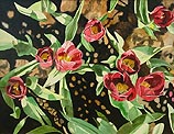Magenta Tulips