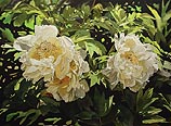 White Tree Peonies