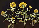 Sunflowers With Black