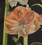 Amaryllis I