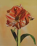 Amaryllis II