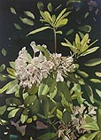 White Rhododendron