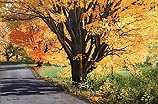Autumn Glory