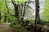 Meadow Road