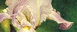 Iris Lavenderly