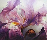 Iris Pioneer Waltz