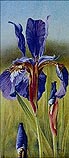 Iris of the Field