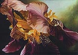 Iris Bronze Breeze
