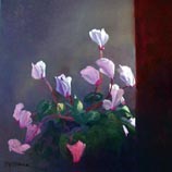 Cyclamen