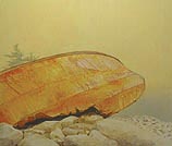 Carapace