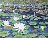 Pond Lilies