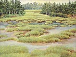 Thomas Point Marsh