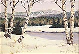 Winter Birch Study