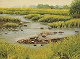 Low Tide,  Marsh Grasses