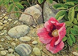 Rugosa Study