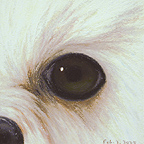 Maltese (Canine), 02.03.04