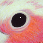 Roseate Cockatoo, 02.09.02