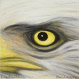 Bald Eagle 3.6.06