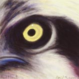 Osprey 4.9.04