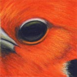 Scarlet Tanager 2.25.02