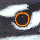 Killdeer, August 21, 2007