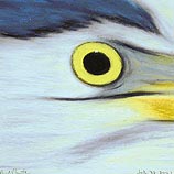 Great Blue Heron, July 30, 2001