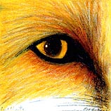 Red Fox, November 12, 2006