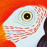 Green-winged Macaw, 8.12.99
