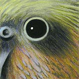 Kea, 8.30.99