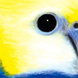 Pale-headed Rosella, 9.1.99