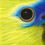 Rock Parrot, 9.2.99