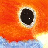 Scarlet-headed Gan-gan, 8.16.99