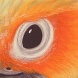 Sun Conure, 8.13.99