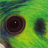 Black-billed Parrot, 8.24.00