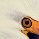 Snowy Egret 4.1.99