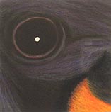 American Redstart  7.4.1997
