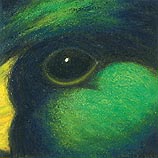 Mallard 8.15.04