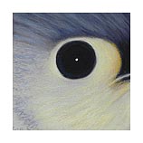 Tufted Titmouse 9.7.00