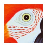 Green Winged Macaw, 8.12.99