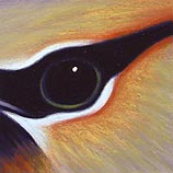 Cedar Waxwing, 05.08.00