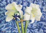 Amaryllis