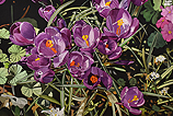 Purple Crocus