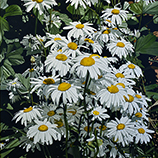Daisies