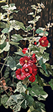 Red Hollyhocks