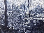 Forest in Moonlight 5/46